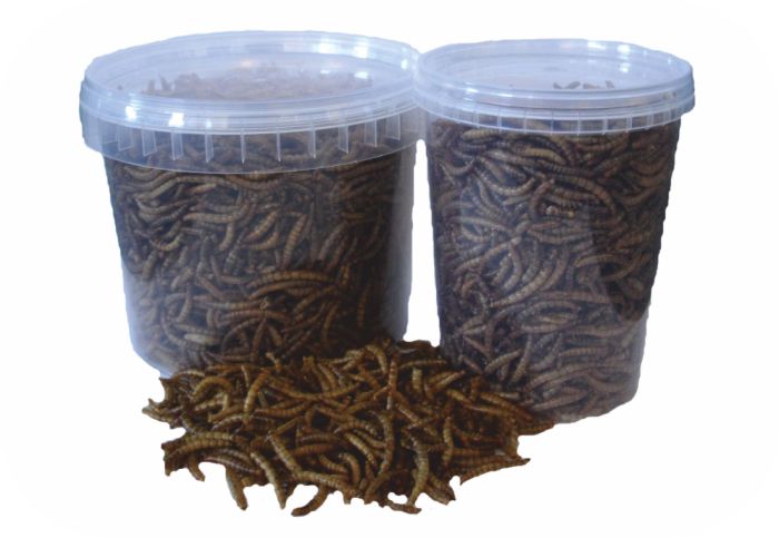 PL Mealworms