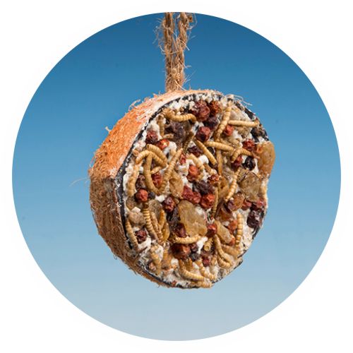 Half Coconut with Granola mixture